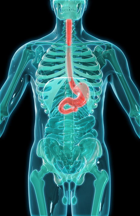 A 3D illustration of the abdominal organs seen within a model of the human skeleton, with the esophagus, stomach and duodenum highlighted in red. AKG8728685 ©akg-images / Science Source A 3D illustration of the abdominal organs seen within a model of the human skeleton, with the esophagus, stomach and duodenum highlighted in red. AKG8728685 ©akg-images / Science Source
