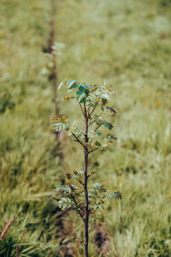 Jeune arbre planté
