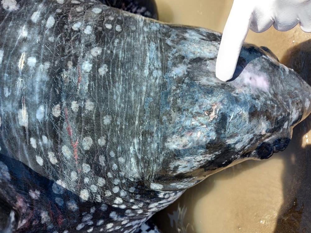 Tortuga Laúd encontrada muerta el 13 de febrero en Costa Azul, con heridas provocadas por interacción con redes de pesca.