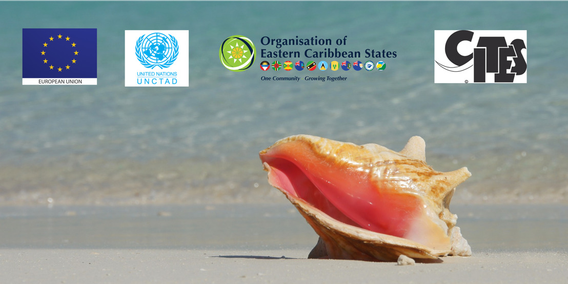 Moving the Queen Conch Industry Forward!