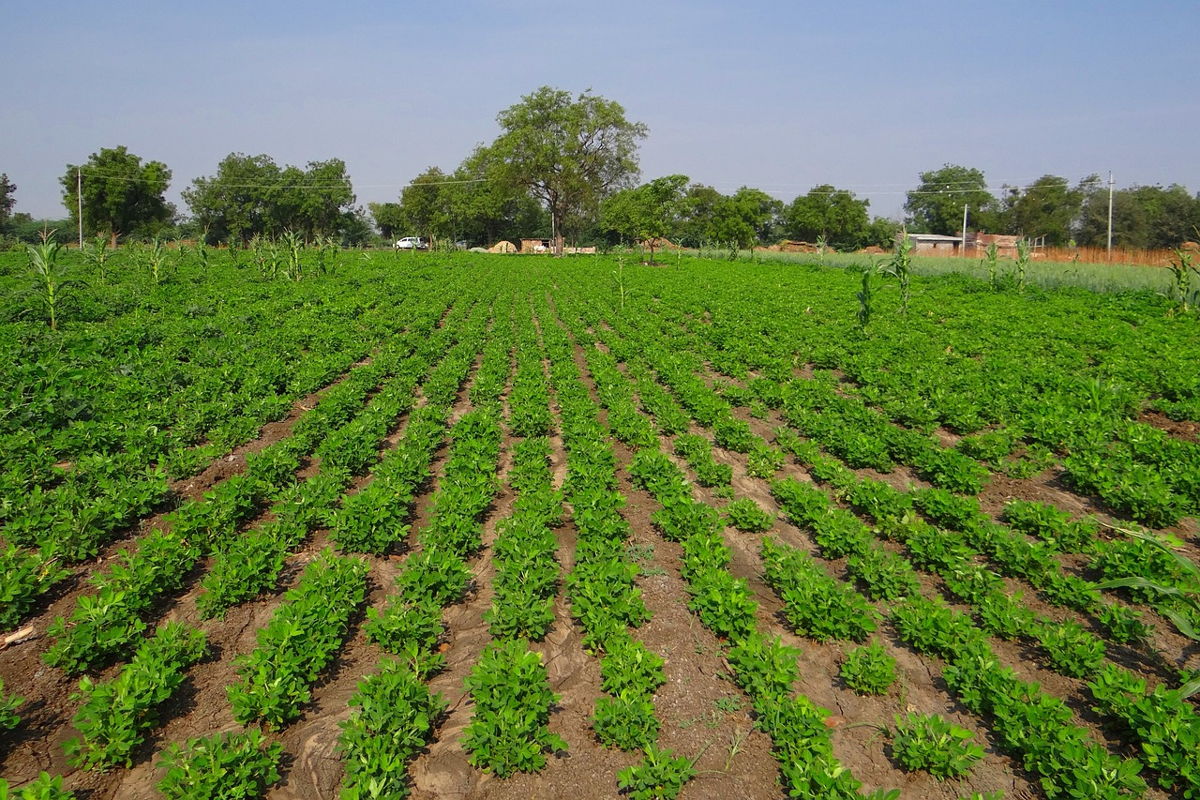 Groundnut - an important oil seed crop