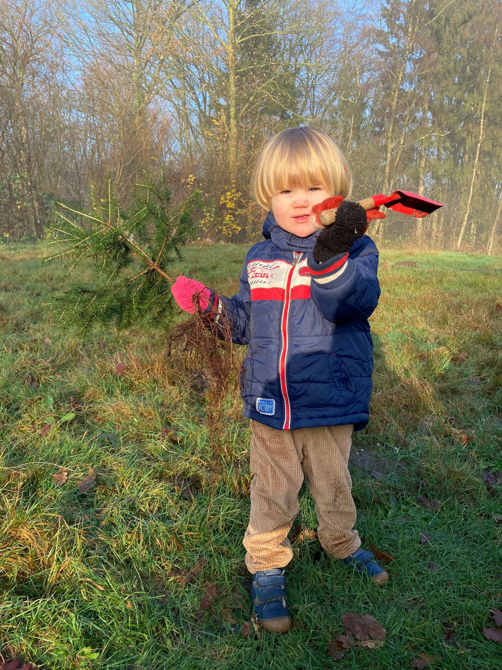 Bomen oogst op Landal Gooische Heide