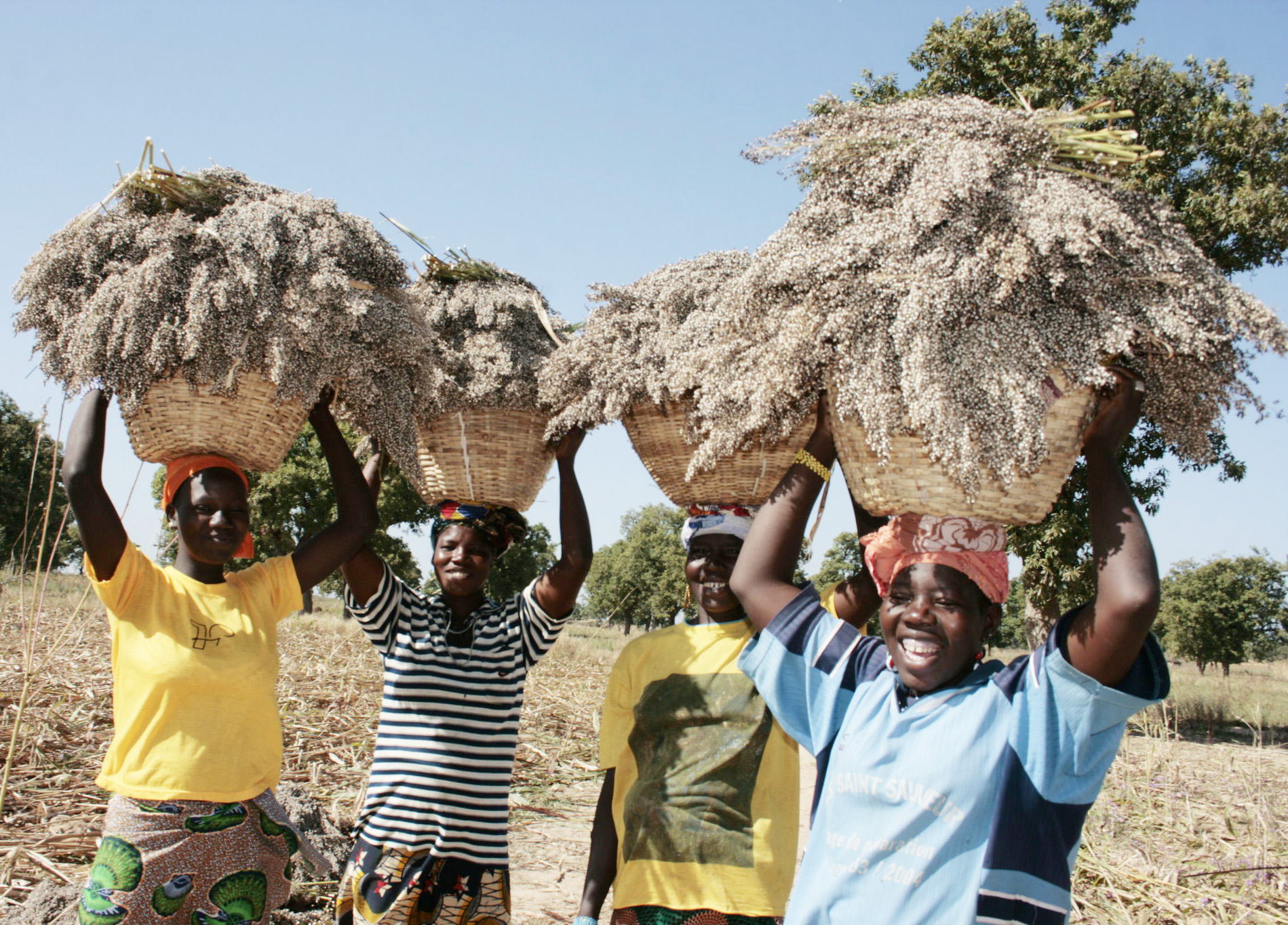 Rising from Drought: Resilient Harvests Flourish in the Sahel