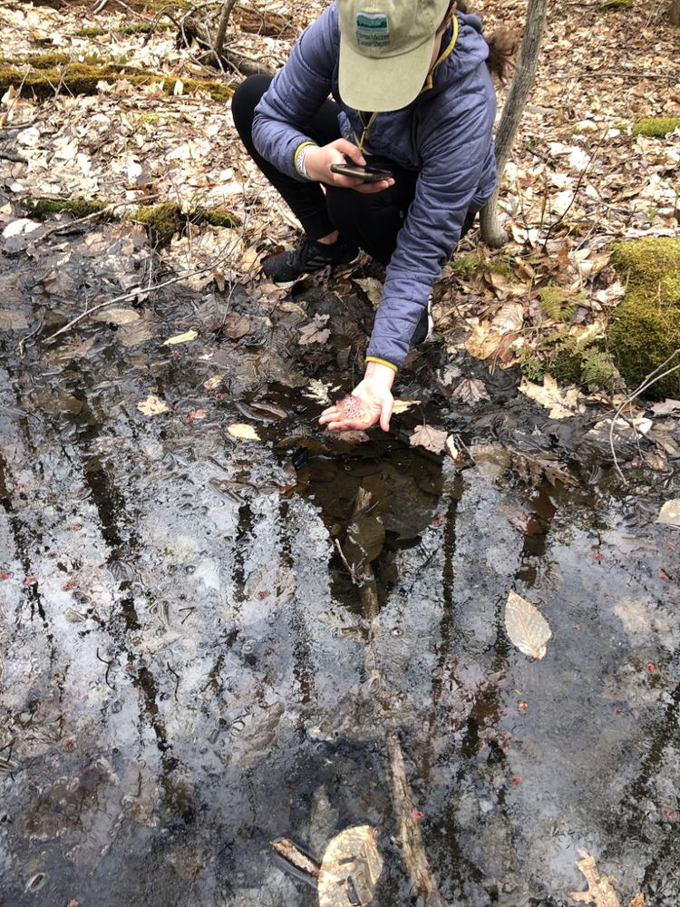 Vernal pool and amphibian eggs at the Woody Adams Conservation Forest