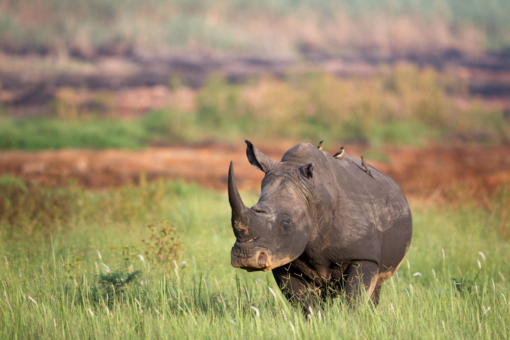 Tanzania Safari Experience 2019. Foto: Cortesía de Inspirato