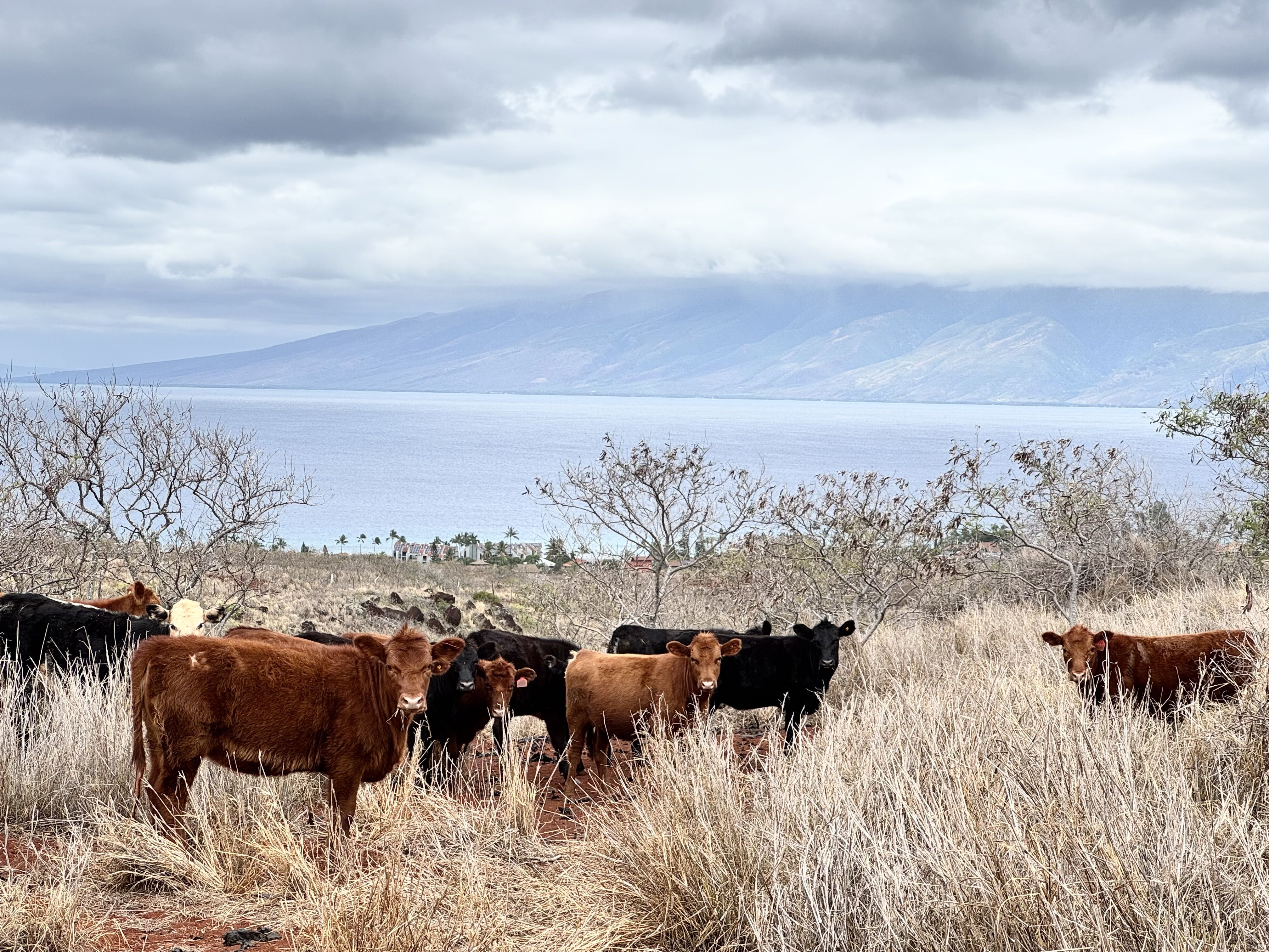 Ka Ike Ranch's sustainable ranching efforts contribute to food security and wildfire prevention in West Maui.