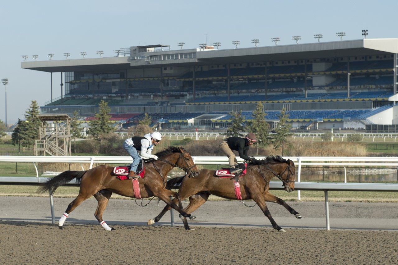 The Woodbine racing surfaces have been active each morning in the days leading up to the new season. (Michael Burns photo)