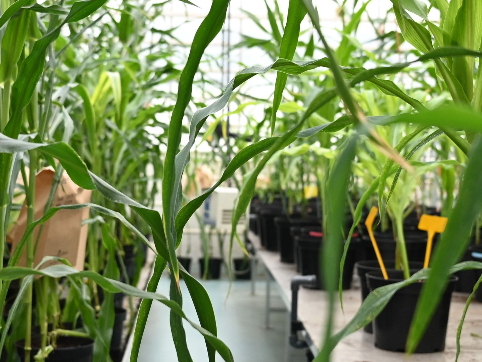 Improving transformation frequency in maize 