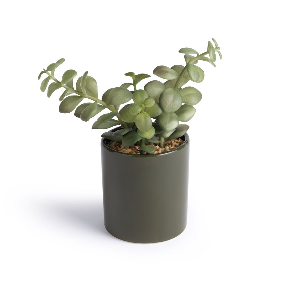 Habitat Citrine Large Succulent, £10