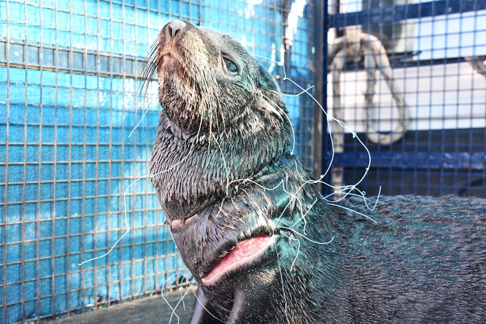 Lobo marino de Dos Pelos Sudamericano - Heridas de red de nylon alrededor del cuello y axilas