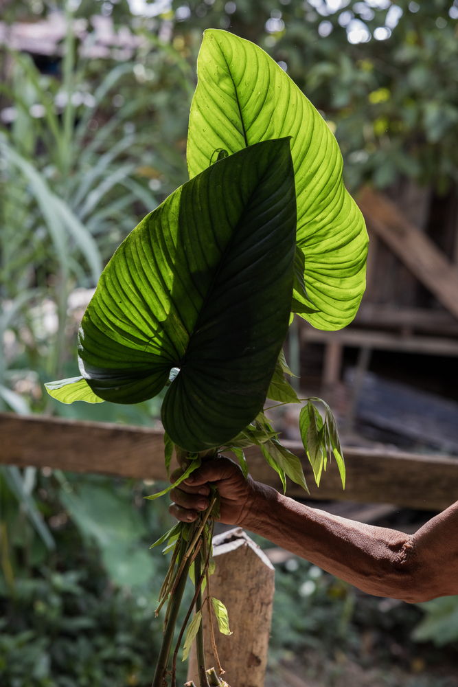 "The violence around here haunts us and makes us sick," says the jaibaná (healer of the spirit) Dilia. In Puesto Indio, she stitched up with palm leaves a photograph of the empty room of a member of the Indigenous guard who was killed. Palm fiber is often used for weaving baskets, an activity that has a strong relationship with the health of the mind and spirit.