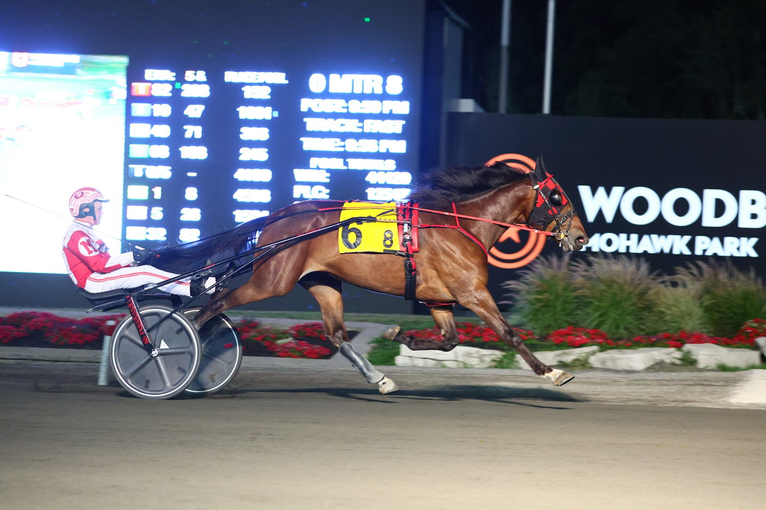 Righteous Resolve winning an OSS Gold division on August 11. (New Image Media)