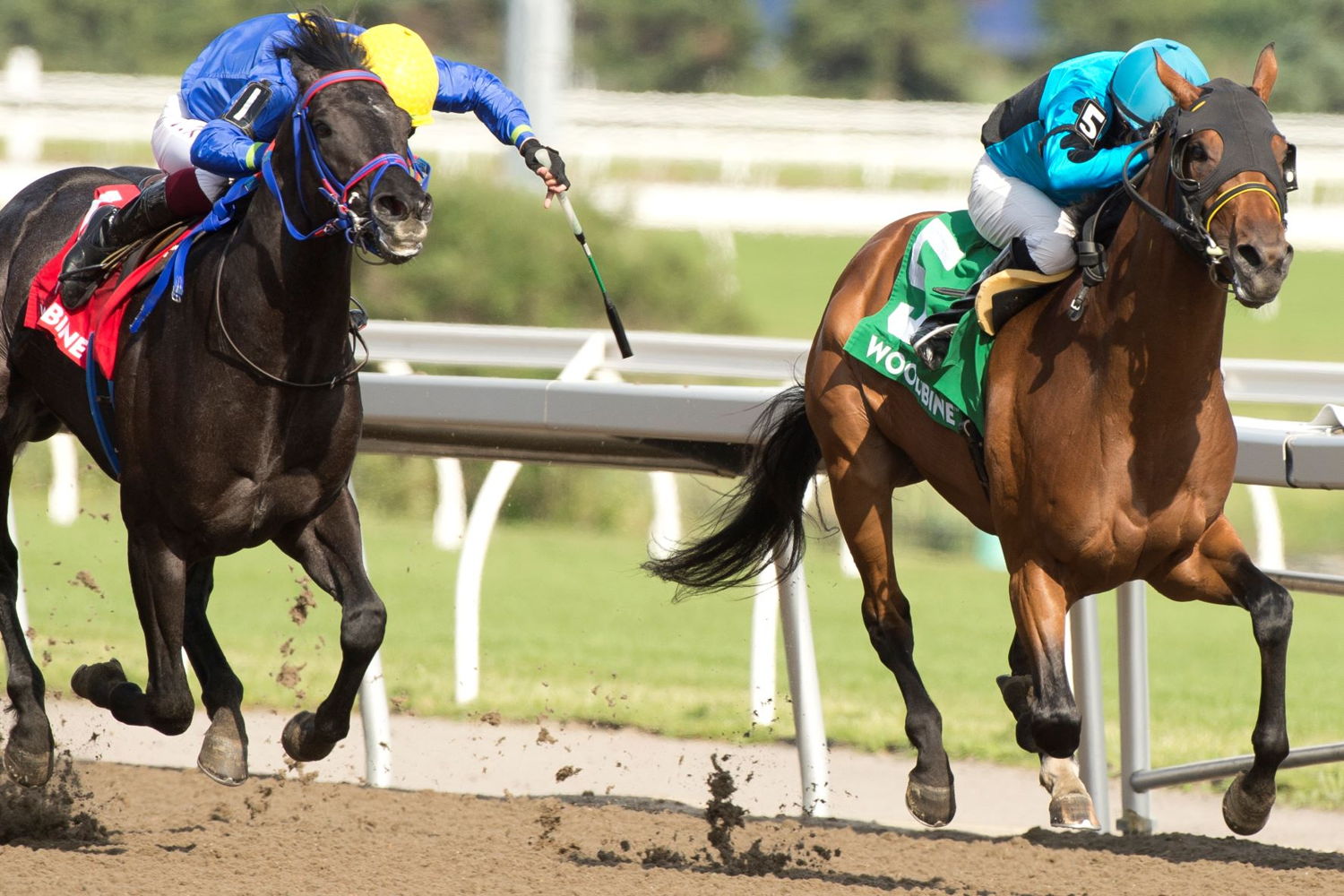 The Minkster was crowned the Queenston Stakes winner, finishing strong for jockey David Moran, trainer Daniel Vella, and the Sea Glass Stables on Sunday at Woodbine. (Michael Burns Phot