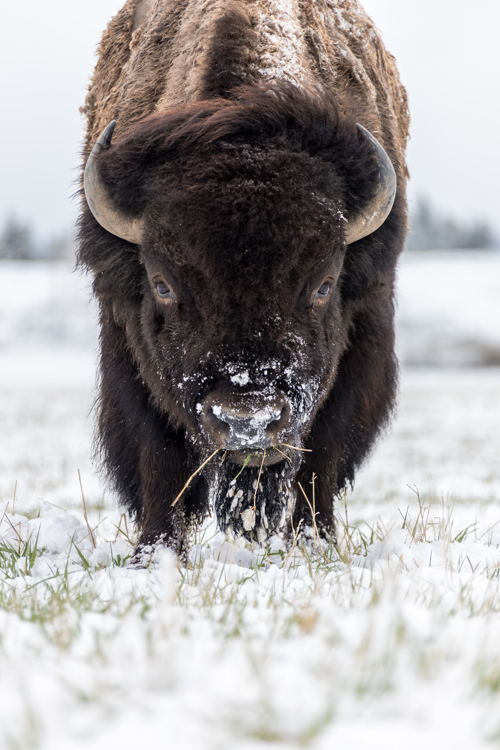 Jackson Hole, WY