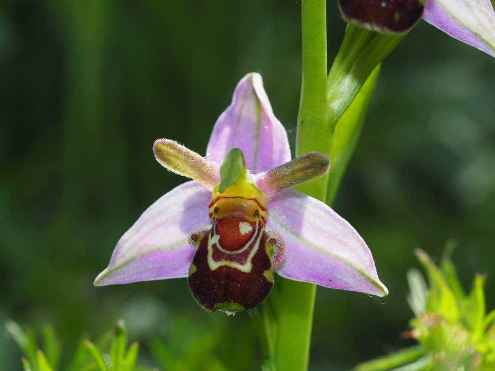 Bijenorchis