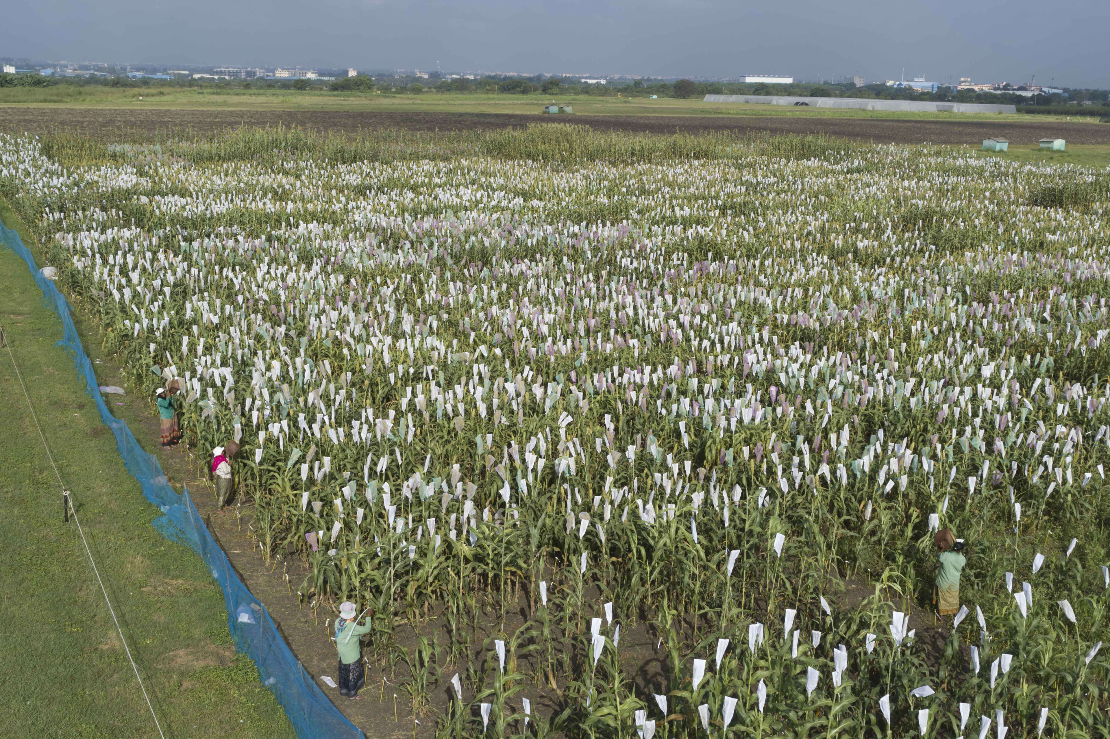 Revitalizing the Rainfed Agriculture