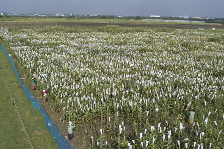 Pearl millet field.