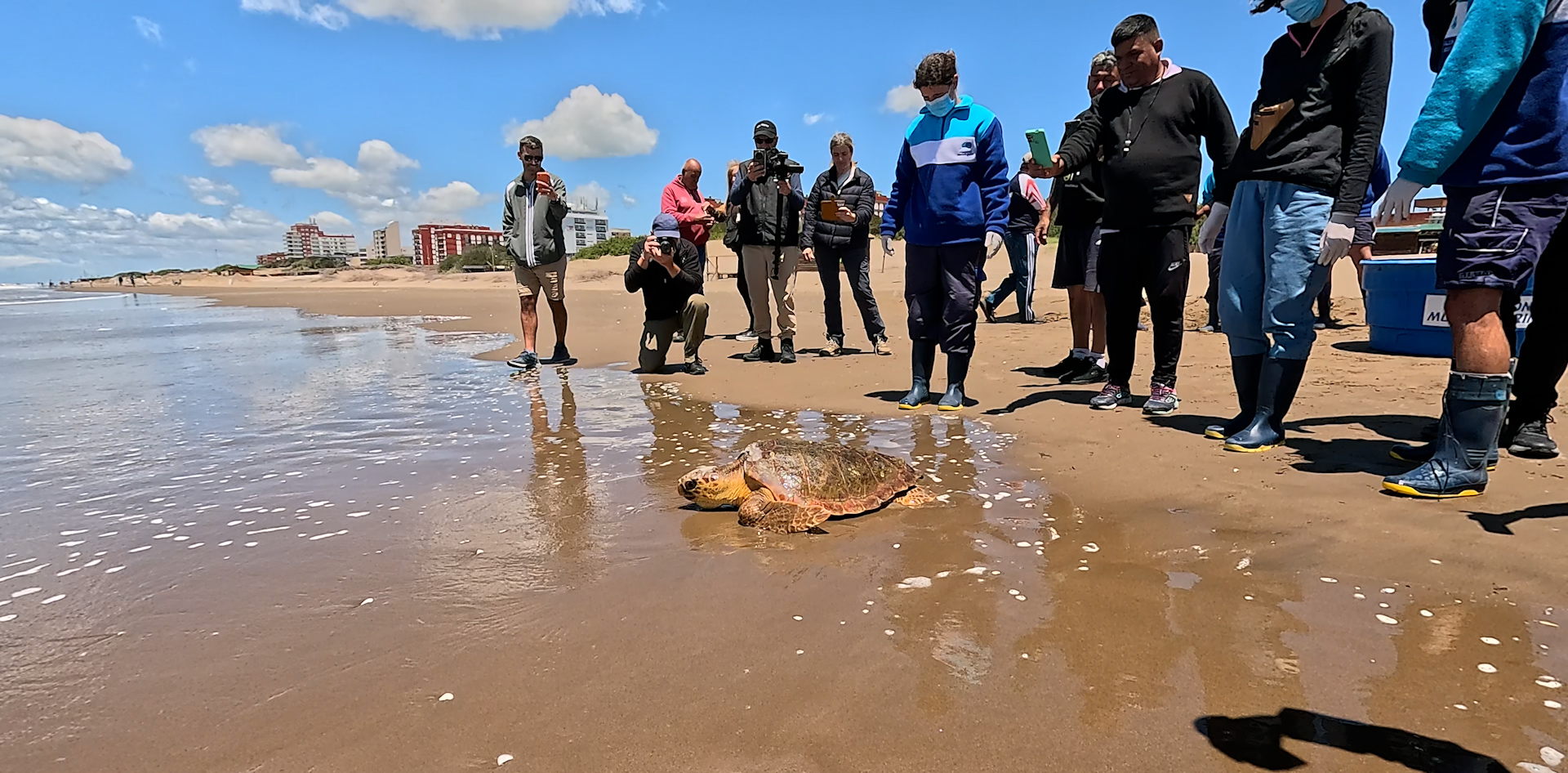 La odisea de una tortuga marina: de quedar atrapada en redes de pesca a expulsar basura 