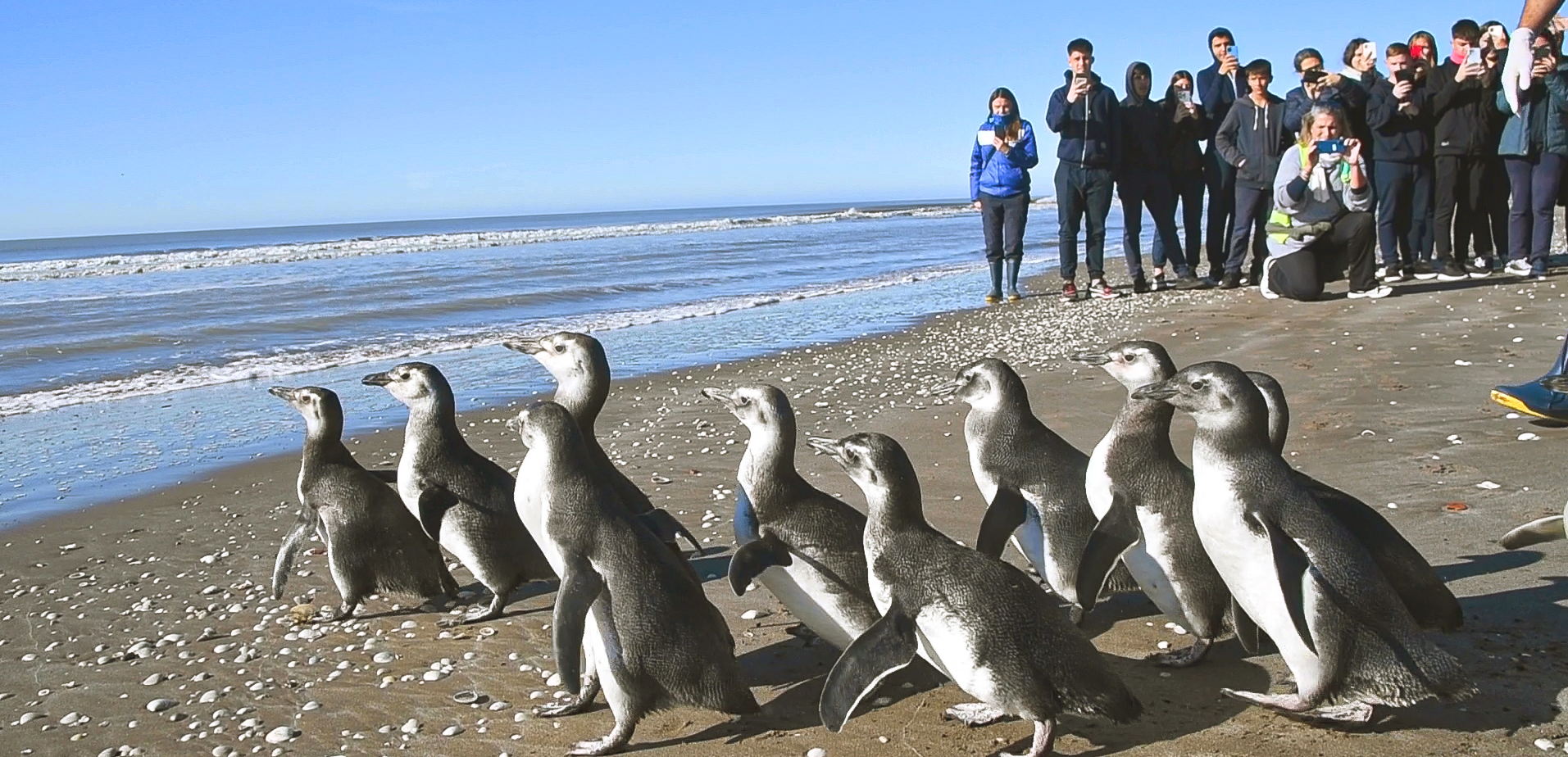 14 pingüinos magallánicos regresaron al mar, tras ser rescatados con cuadros de desnutrición 