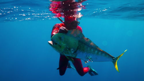 South Seas Spearo