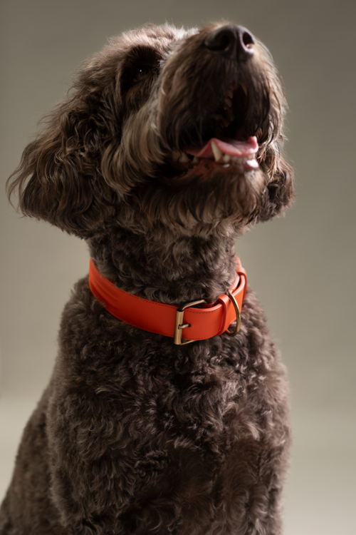 Mieke Dierckx_Amigo Collectie_Halsband M_57€ (4) - Copie