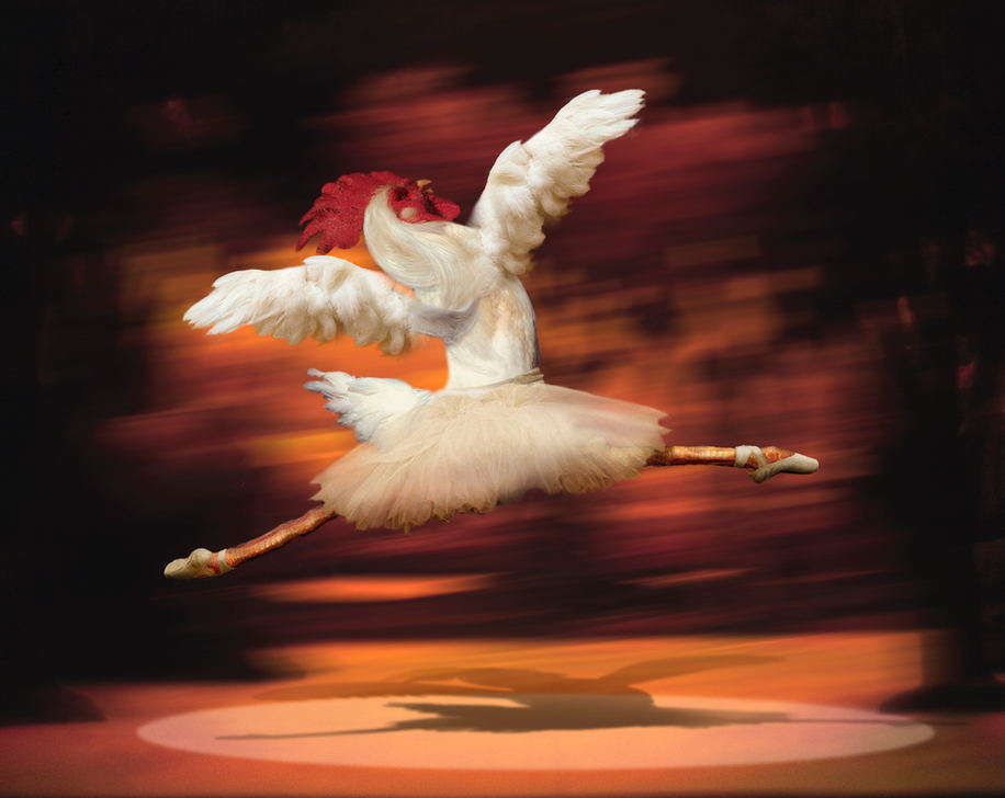 AKG7552544 Coq dansant un ballet © Barry Downard / Ikon Images / akg-images