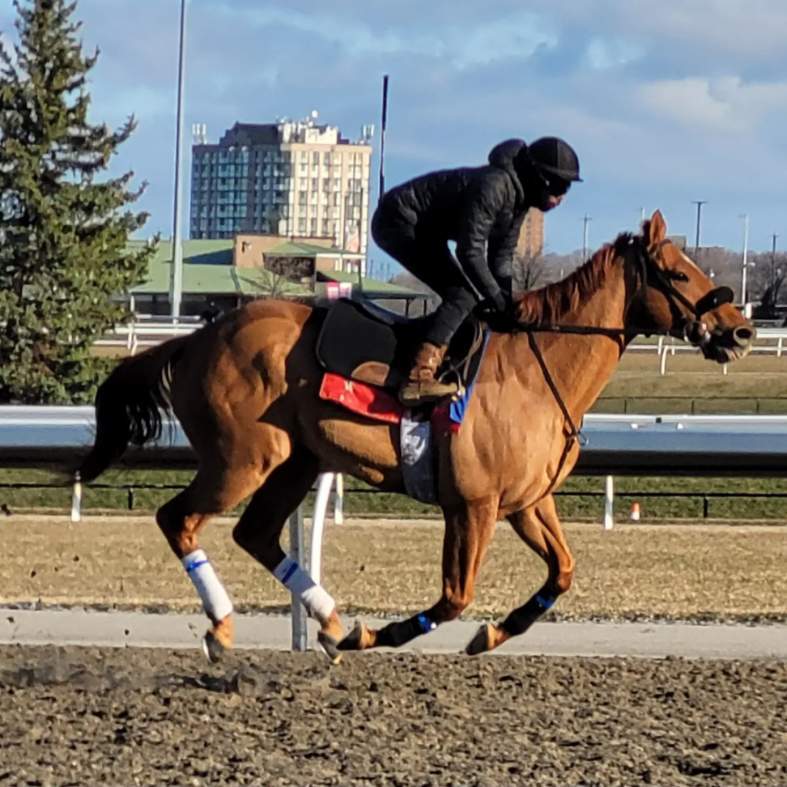 Red River Rebel (photo provided by trainer Krista Cole-Simpson)