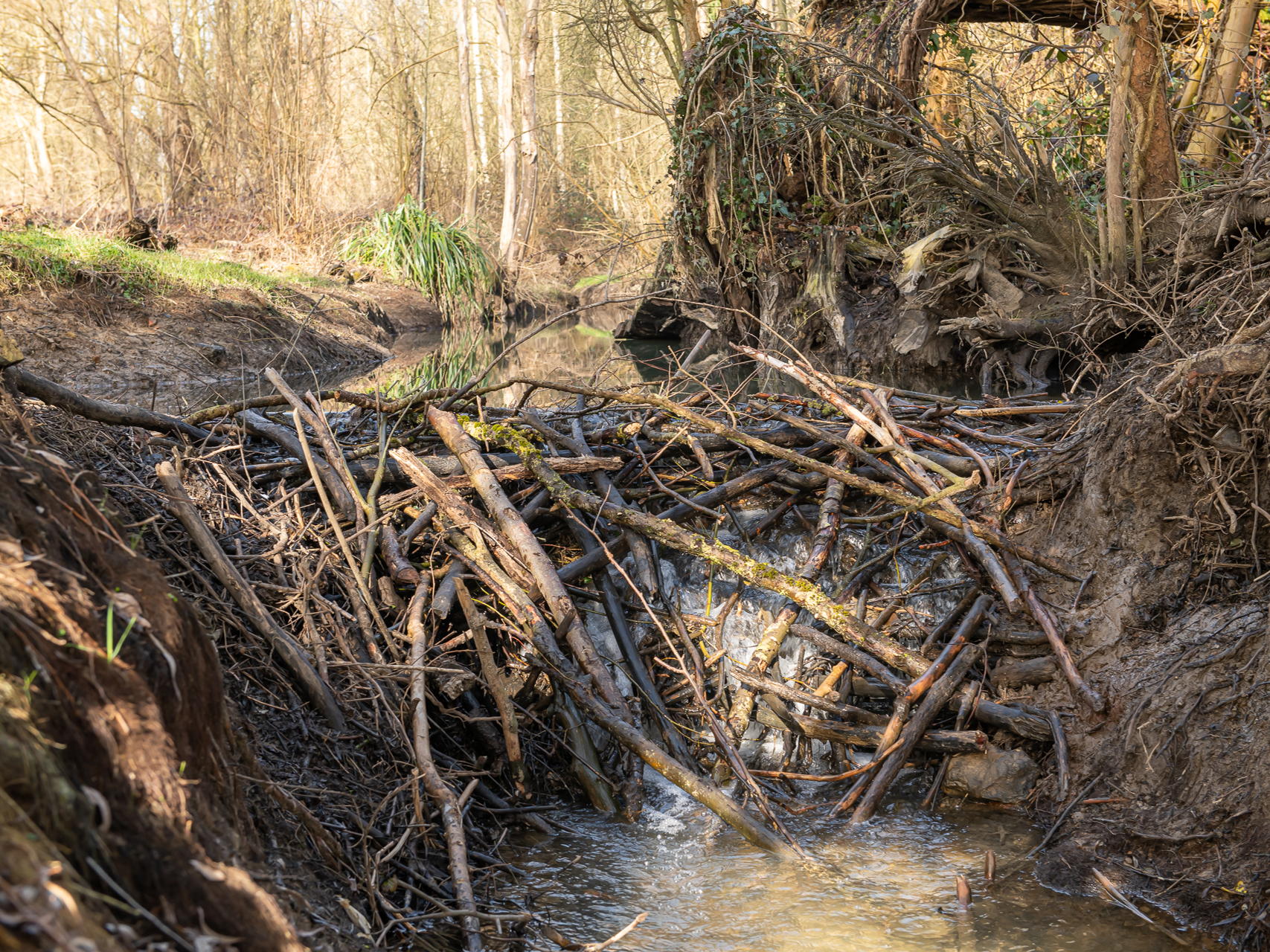 Verlaging beverdam in Overijse loste wateroverlast op