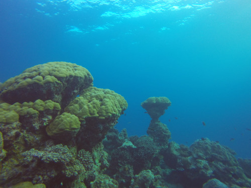 Tegen overbevissing en klimaatverandering in oceanen: VUB-biologen ontwikkelen richtlijnen beheer zeereservaten