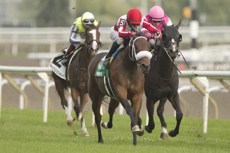 War Painter and jockey Patrick Husbands winning the Victorian Queen Stakes on September 24, 2023 at Woodbine (Michael Burns Photo)