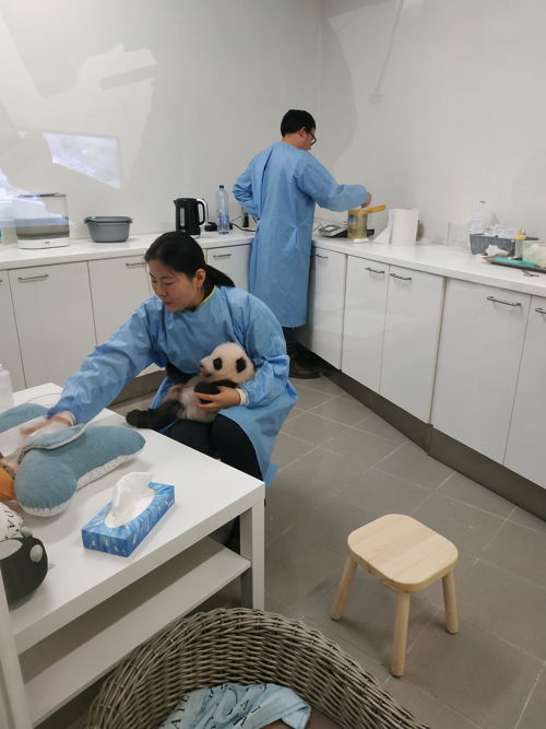 Bao Mei & Bao Di 2019 with caretaker Yang in the nursery