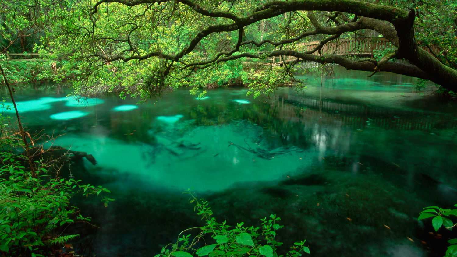 Ocala National Forest, FL