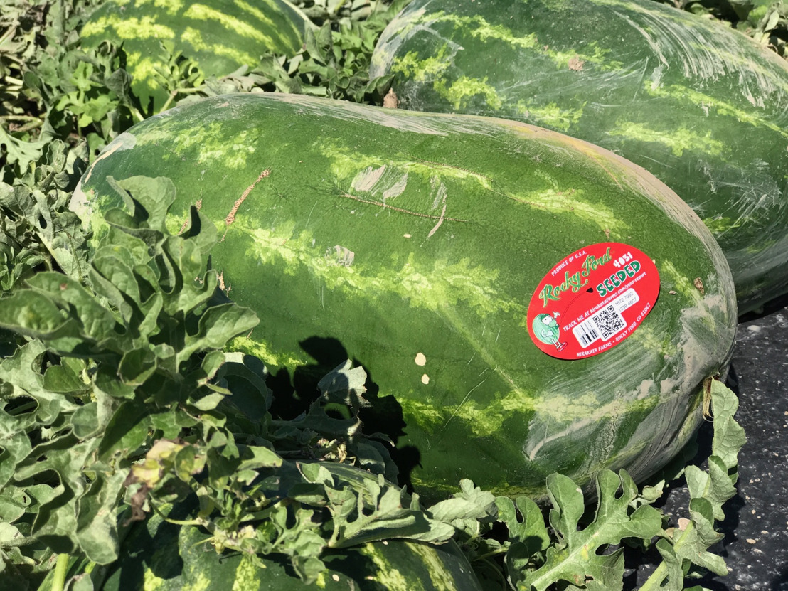 Farming families of the Rocky Ford Growers Association donate 4 tons of sweet and juicy Rocky Ford Watermelon to neighbors in need