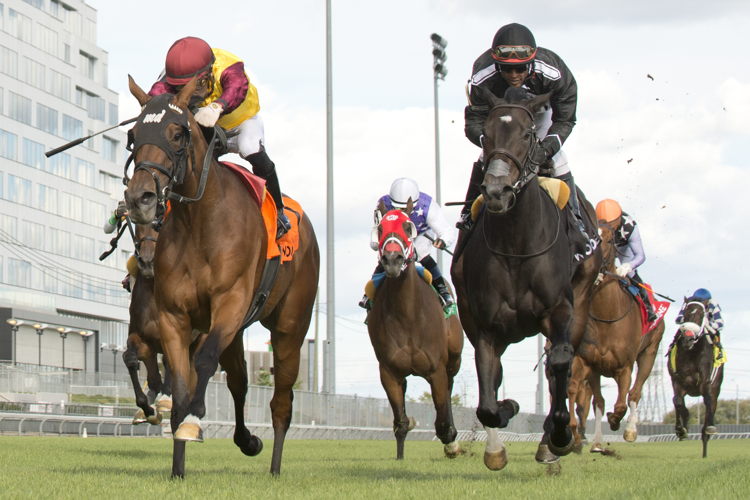 Hurricane Clair and jockey Sahin Civaci winning the Wonder Where Stakes on September 8, 2024 at Woodbine (Michael Burns Photo)