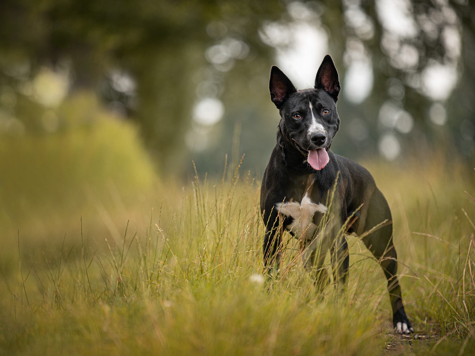 Journée mondiale des animaux : Pedigree® s’associe à la Croix Bleue pour donner de la visibilité en ligne aux animaux de refuge 