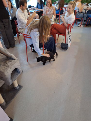 Spelletjesavond in Cat Café Antwerp