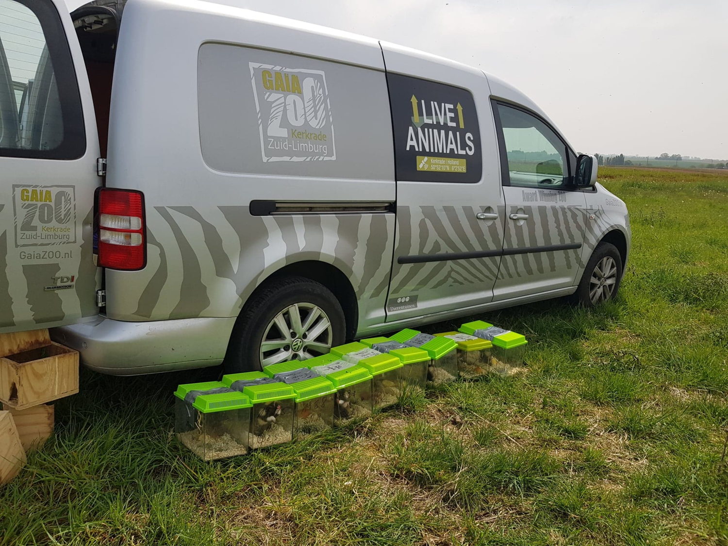 uitzetten hamsters - copyright Regionaal Landschap Haspengouw en Voeren