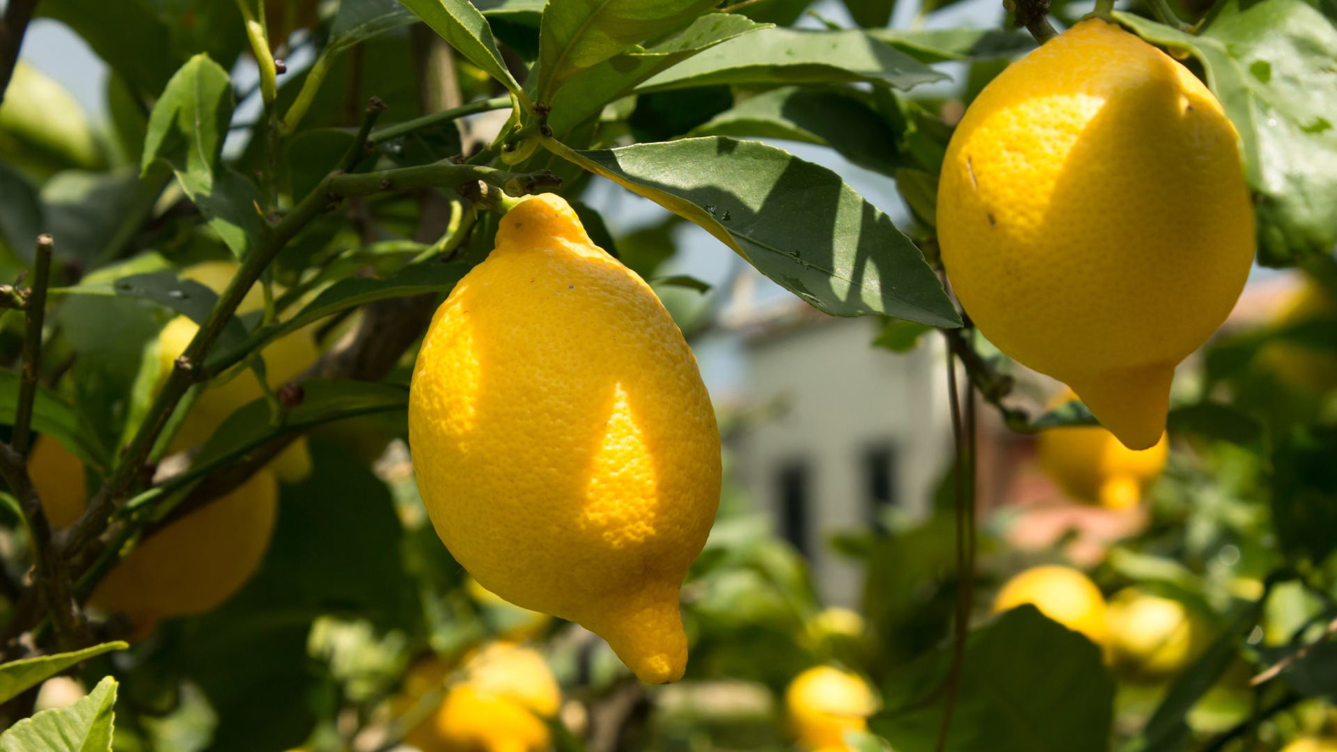 ClearHT™ natural flavor enhances flavors such as citrus and caramel, and offers new ways to modulate sweetness, helping to address consumer demand for better-tasting, healthier products.
(Photo Credit: Getty Images) ClearHT™ natural flavor enhances flavors such as citrus and caramel, and offers new ways to modulate sweetness, helping to address consumer demand for better-tasting, healthier products.
(Photo Credit: Getty Images)