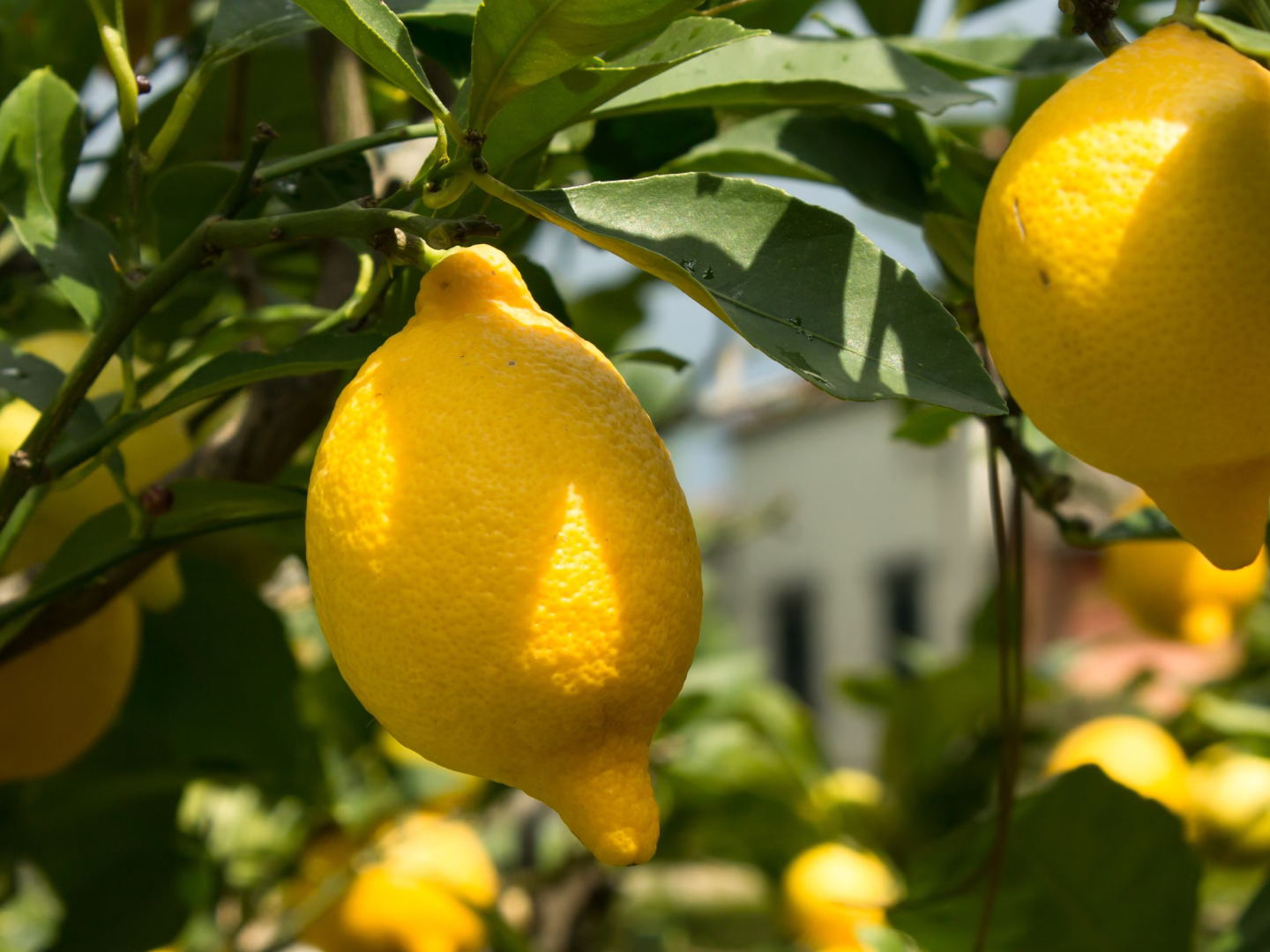 MycoTechnology’s ClearHT™ natural flavor modifier achieves FEMA GRAS status 