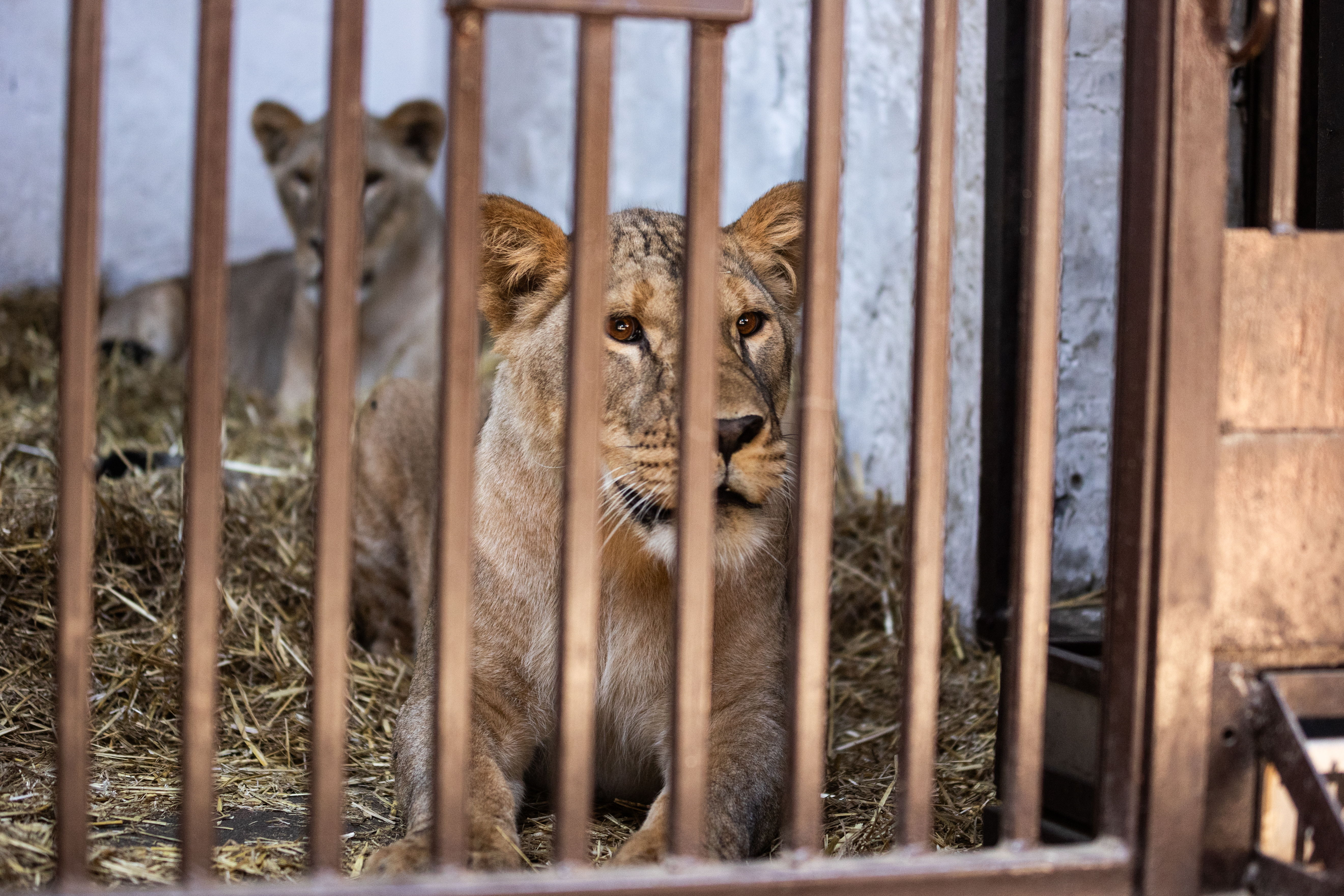 Amani and Lira before their departure for Pairi Daiza. PHOTO CREDITS: The Big Cat Sanctuary