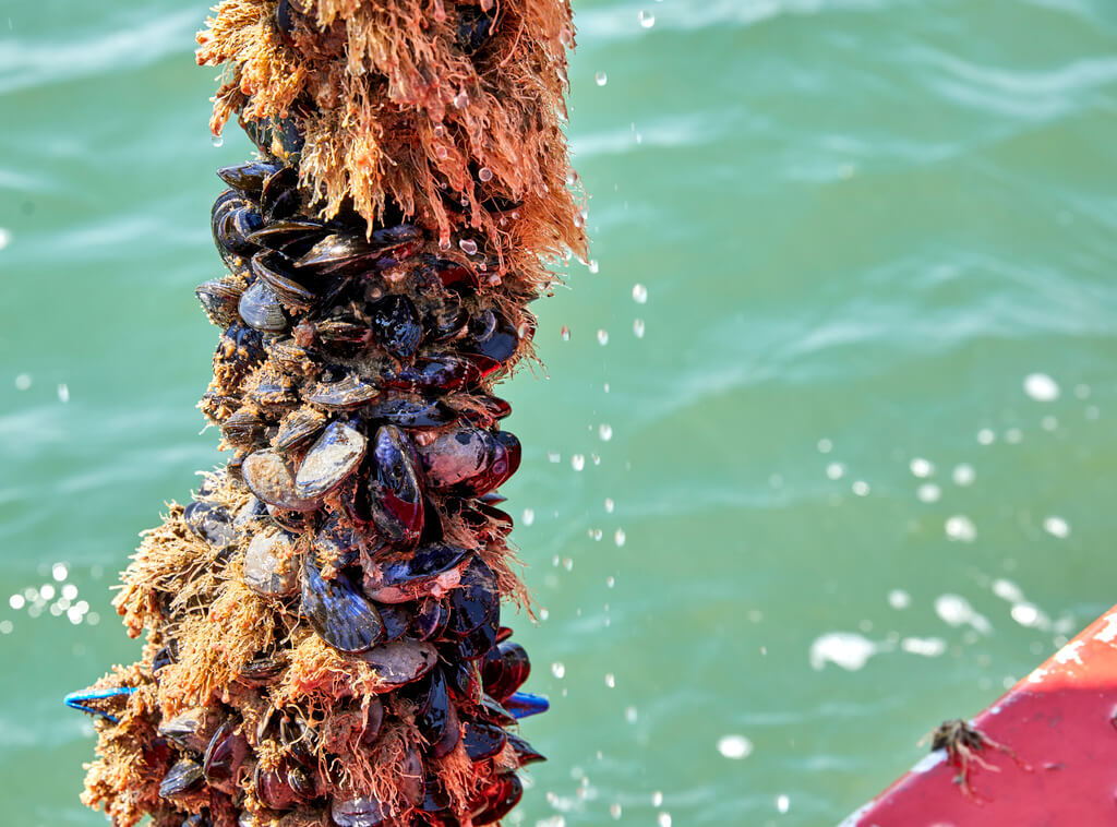 Mussels harvest 4