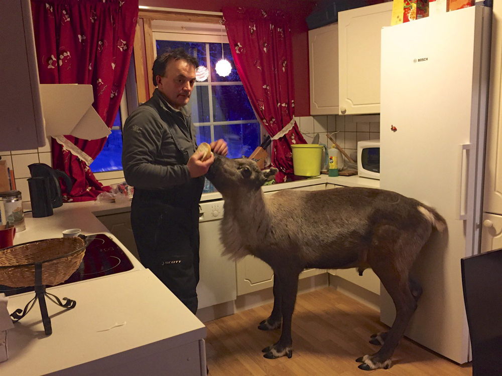Copy beest: het rendier (c) VRT