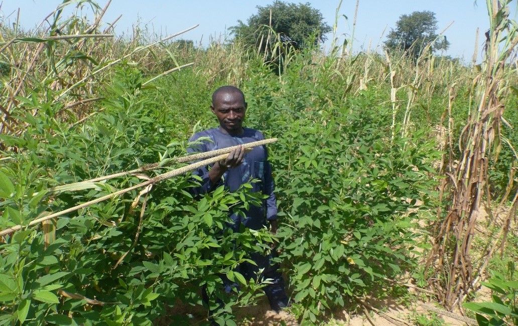 Mr Sayabou Iliyain surveys his integrated pearl millet and pigeonpea plot.