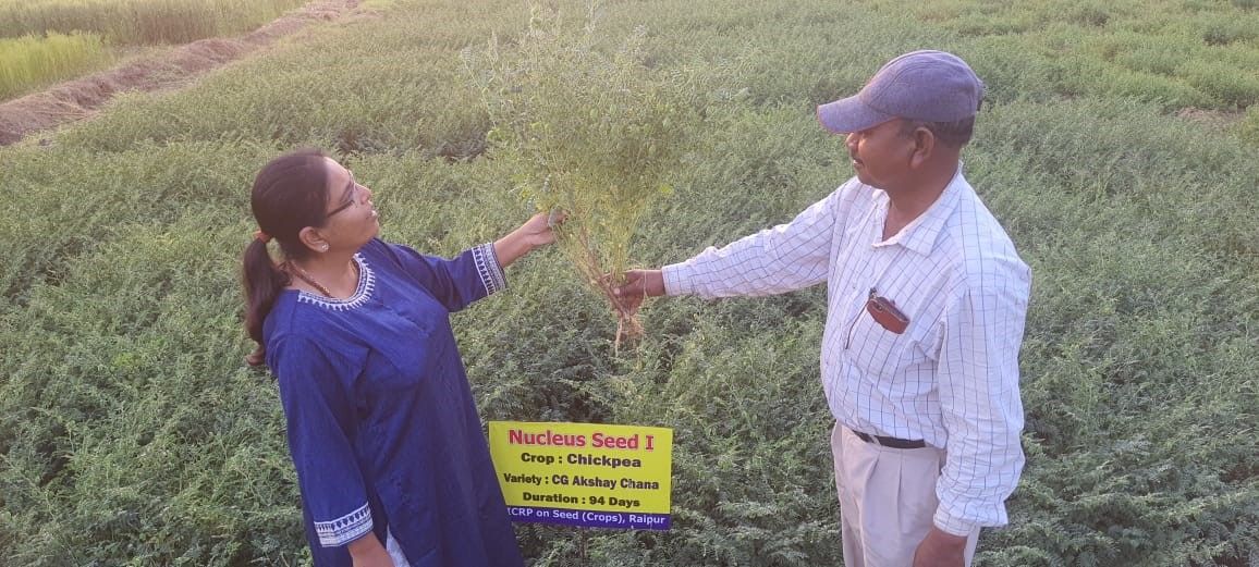 Dr Ritu Saxena in a nucleus seed plot of the new variety ICCV 15101 aka CG Akshay Channa.