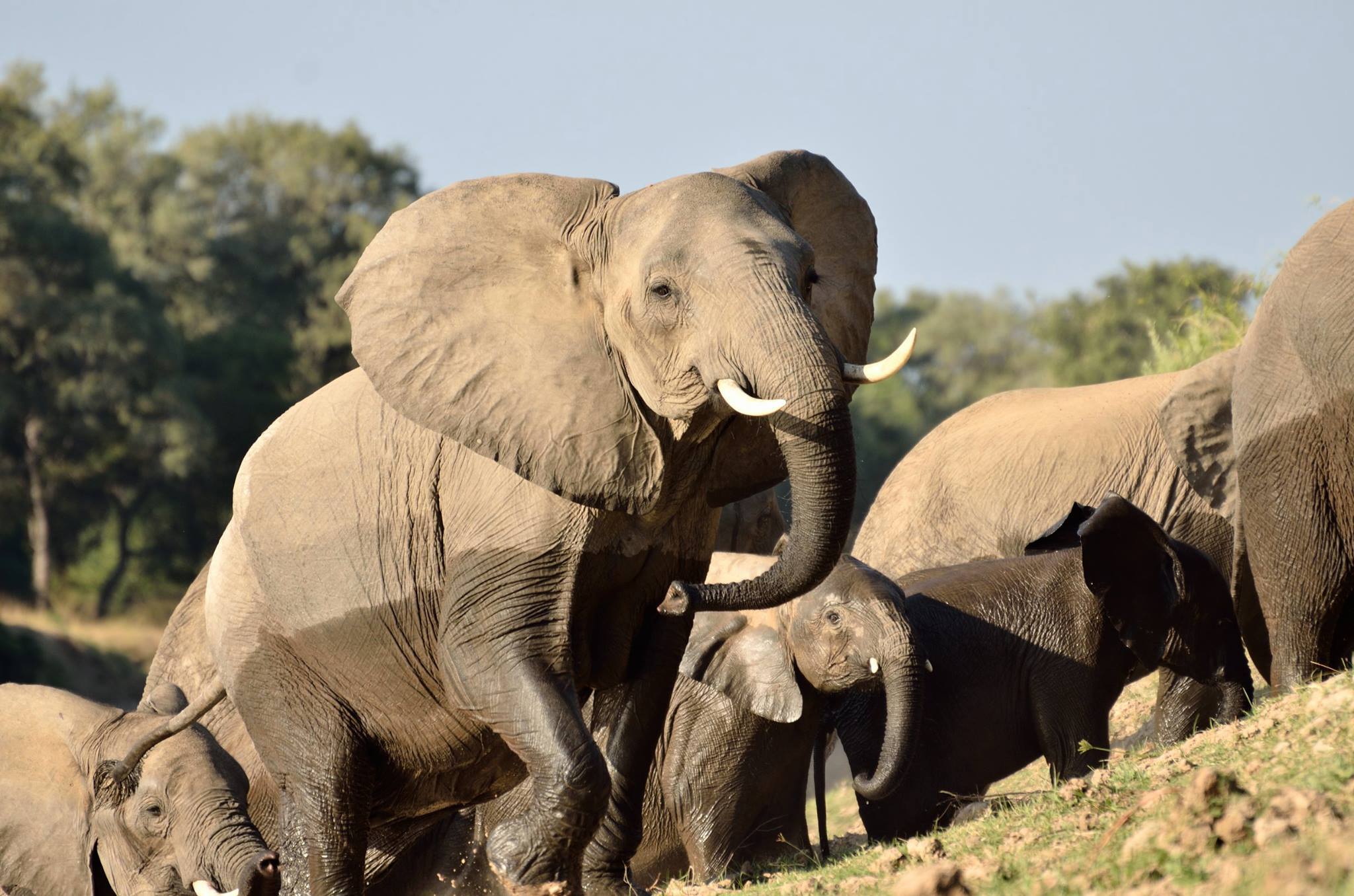 Harnessing the power of geospatial data for wildlife conservation
