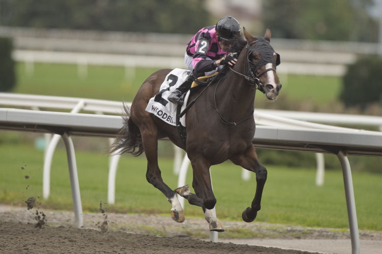 Thundering and jockey Eswan Flores winning the Display Stakes on October 13, 2024 at Woodbine (Michael Burns Photo)