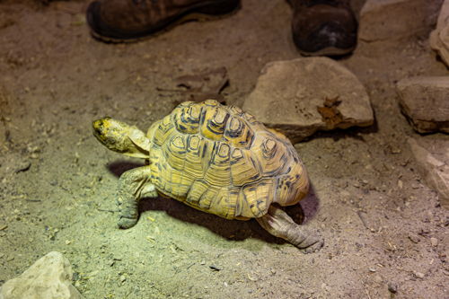 Schildpad met vervormd schild