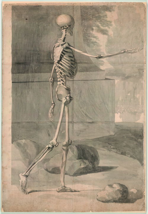 Jan Wandelaar, Preparatory drawing of a skeleton for Albinus, Tabulae sceleti et musculorum [Cat. 34], black chalk and grey wash, on paper, 1726 © University Library, Leyden, inv. BPL 1914 III.