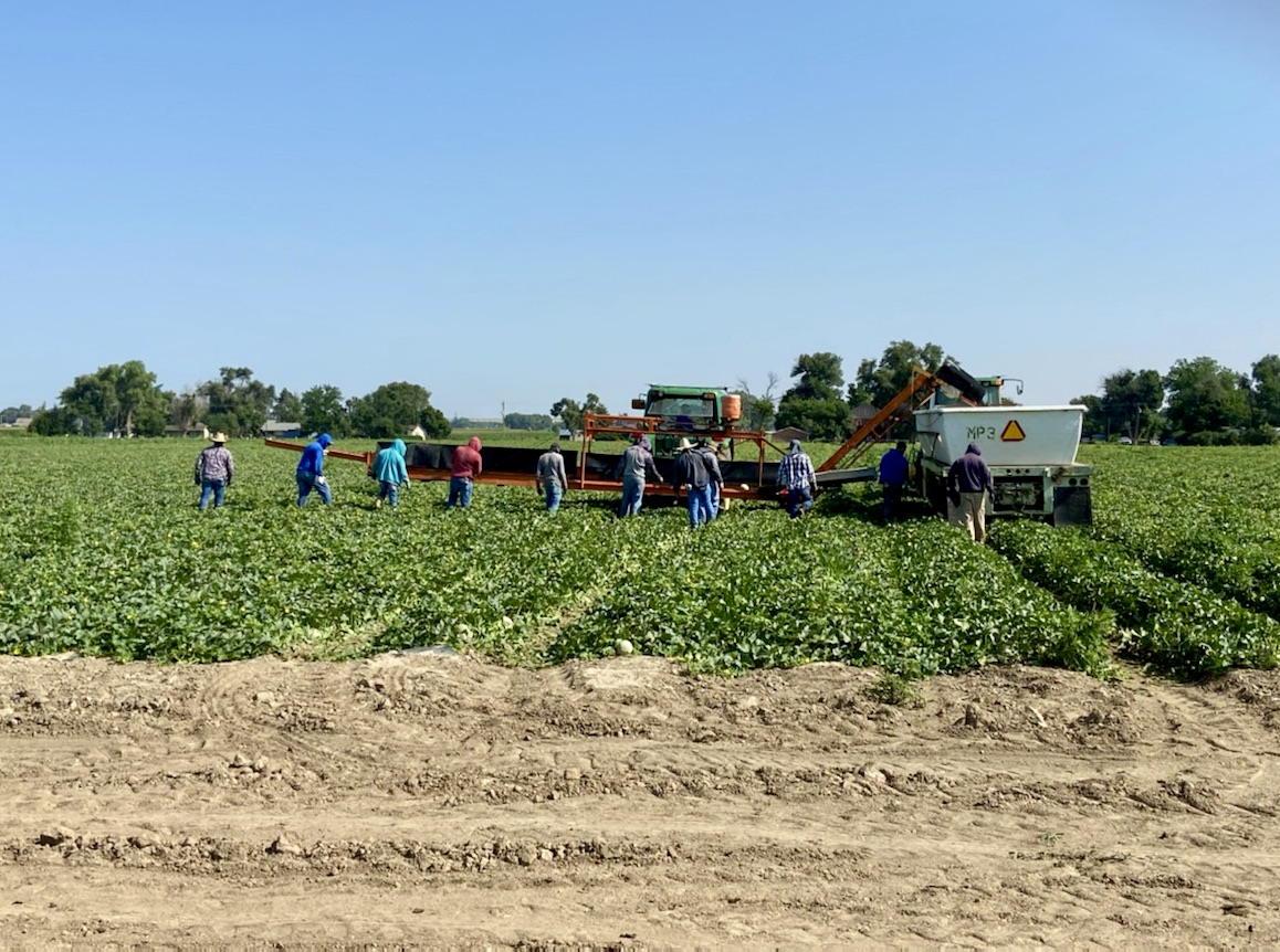The 2021 Rocky Ford Cantaloupe harvest has begun!