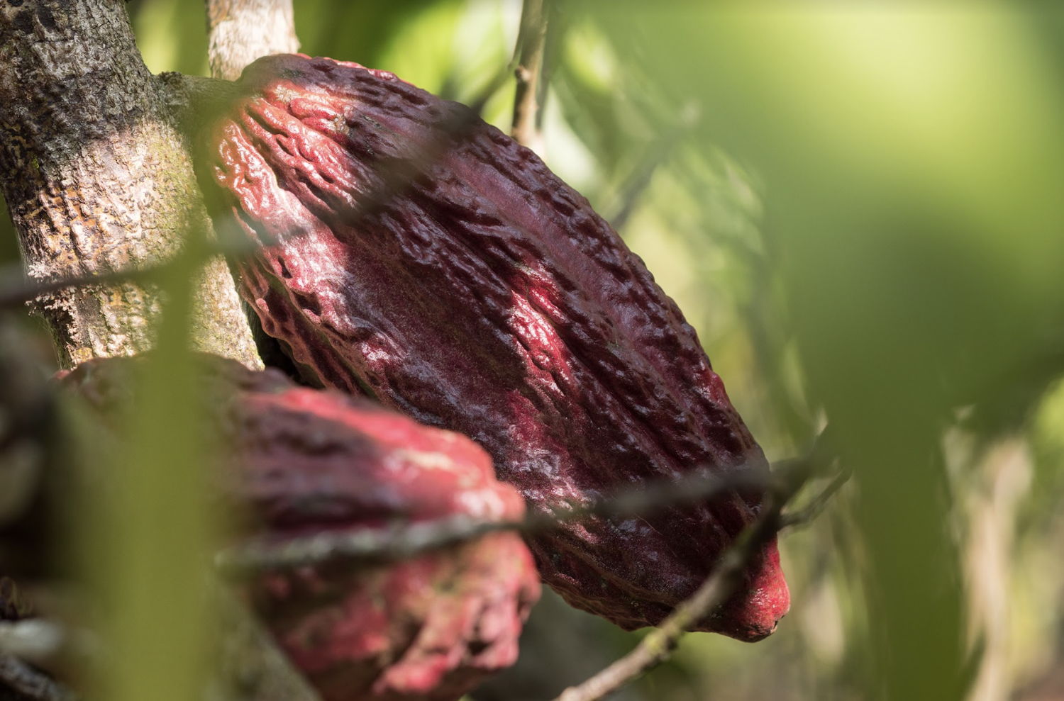 Guylian_Fairtrade cacao 